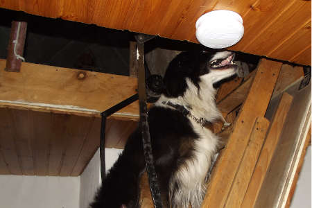 Hundehaftpflicht als Erweiterungsbaustein zur privaten Haftpflichtpolice Wer die beste Privathaftpflichtversicherung hat sollte als Hundebesitzer bei der Haftpflicht für seinen Hund nicht sparen. Manchmal mach es Sinn beide Policen bei einem Versicherer zu haben. Zum einen spart es oft Geld und zum anderen kann ein Schadensereignis beide Bereiche betreffen, was dann Diskussionen zwischen zwei Versicherern erspart.